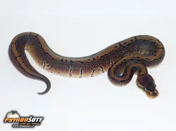 Python regius PINSTRIPE - odchov 2014